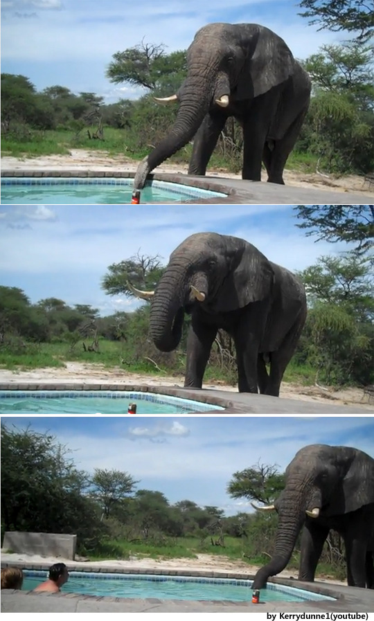 elephant-pool3 - 코끼리 수영장.jpg 코끼리가 풀장을 찾은 이유 